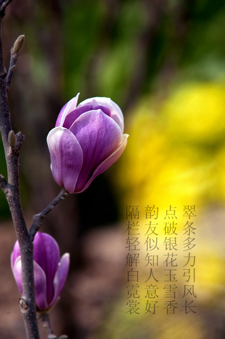 花魂
