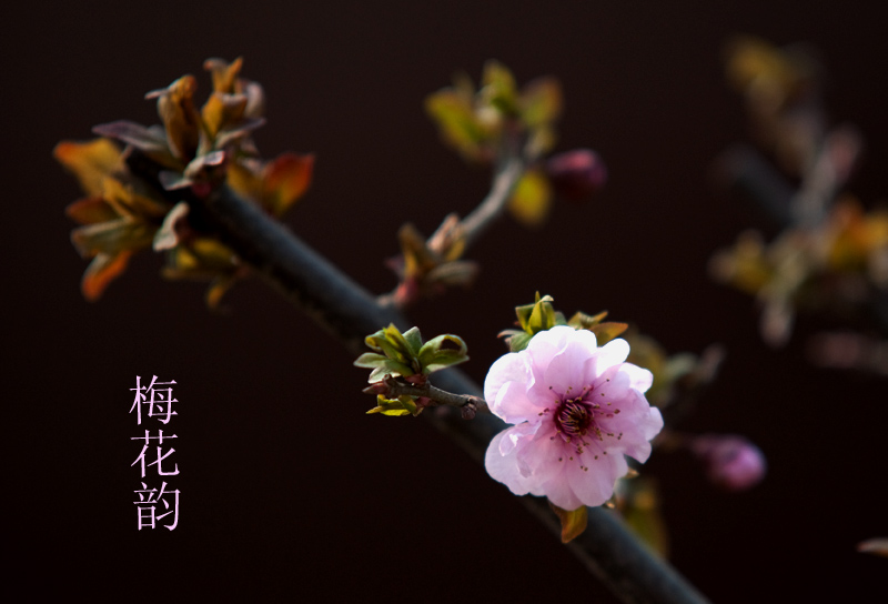 花魂