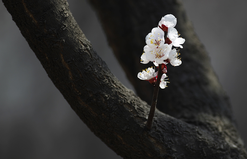 那时花开（不断添加中）