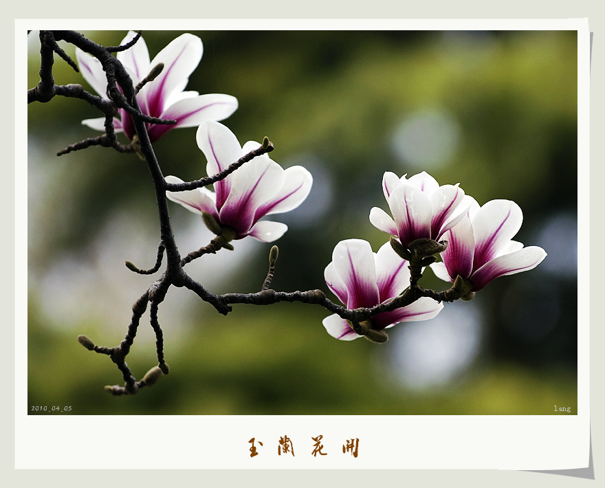 梅兰竹菊花卉帖