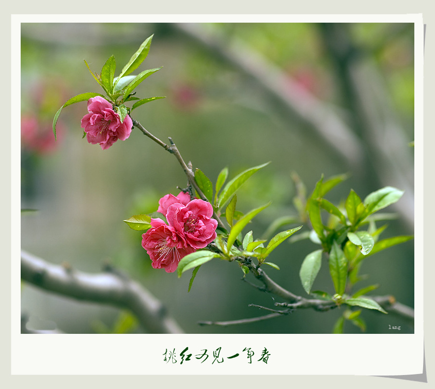 梅兰竹菊花卉帖