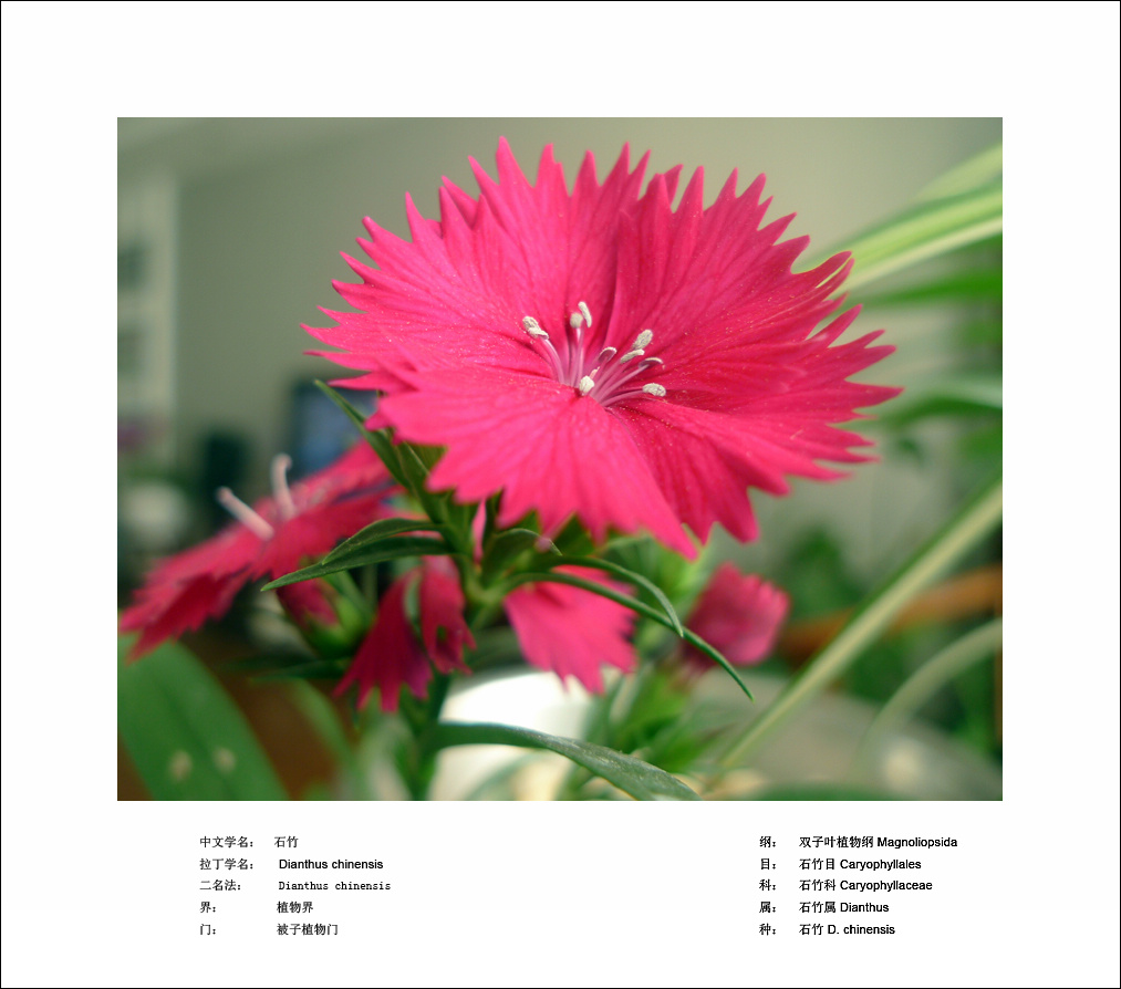 梅兰竹菊花卉帖