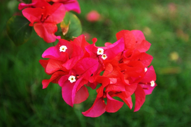 花城