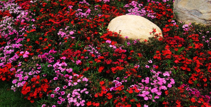 花城拍花