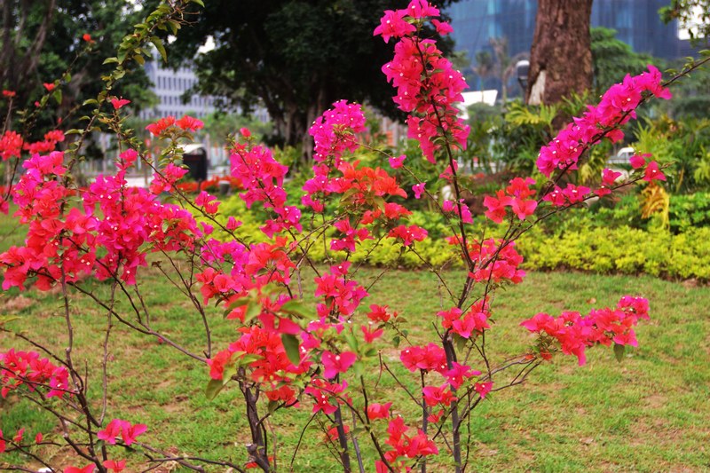 花城拍花