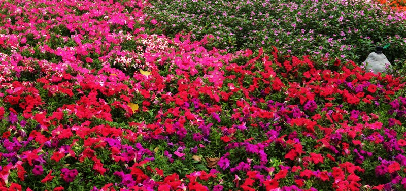花城拍花