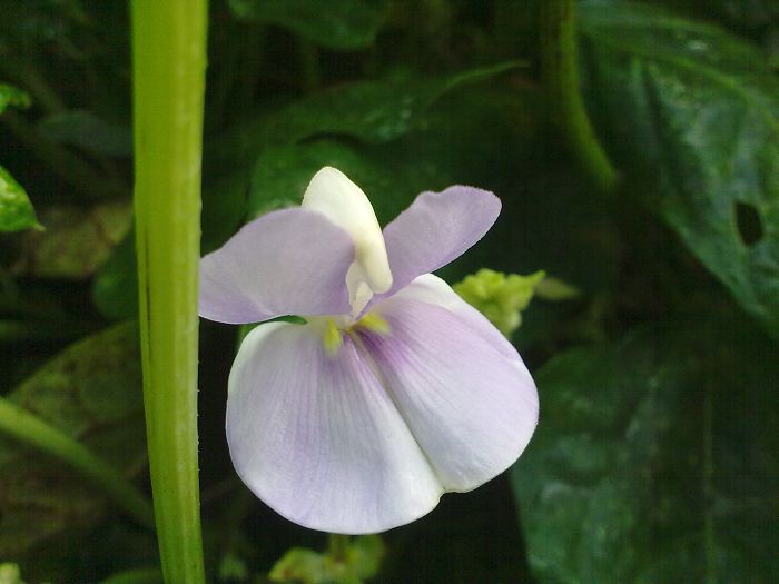 豆角花