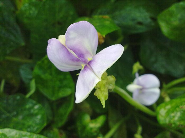 豆角花