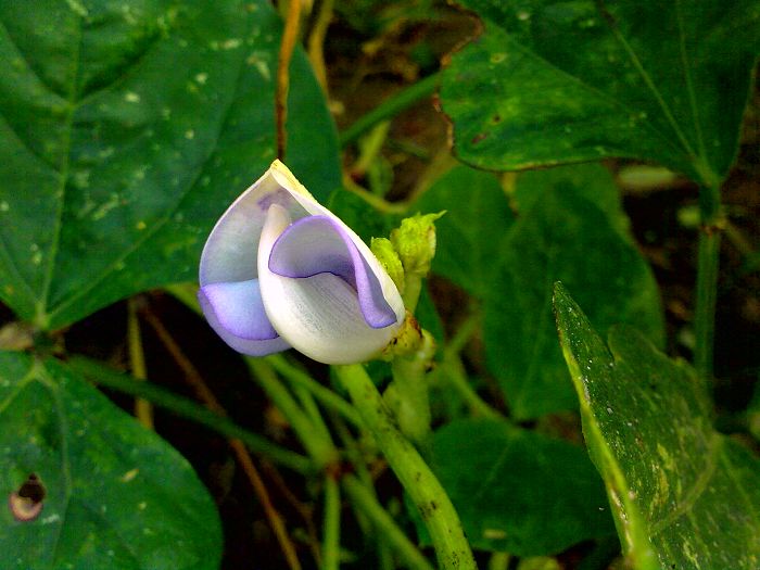 豆角花
