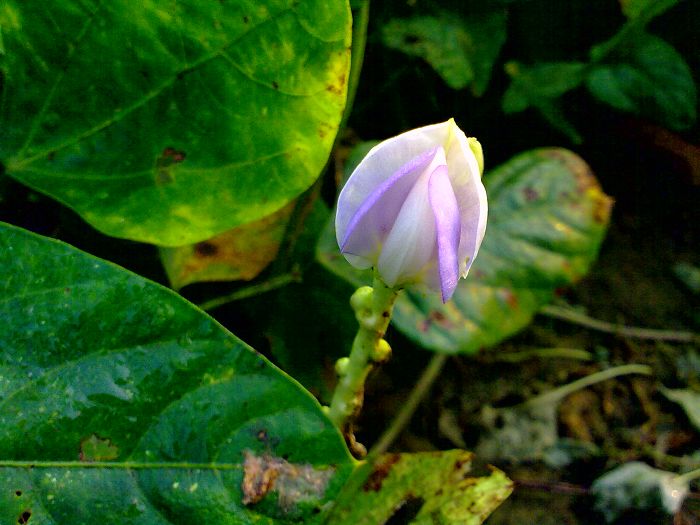 豆角花