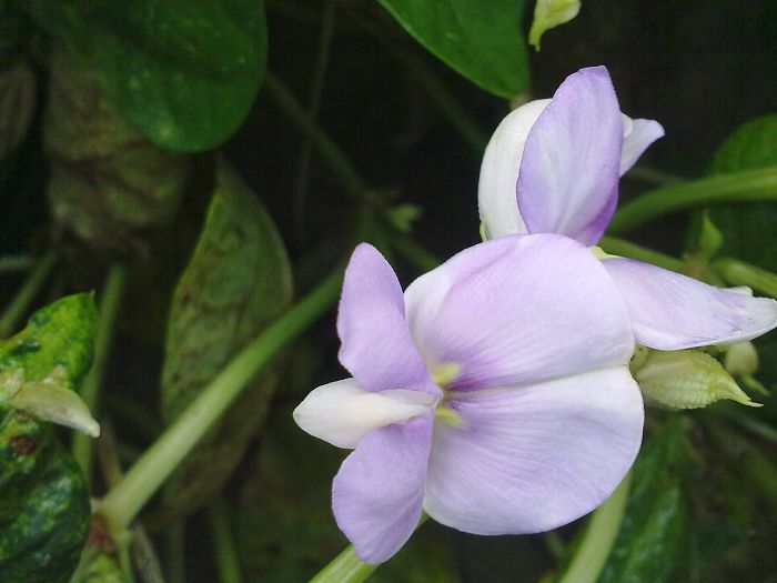 豆角花
