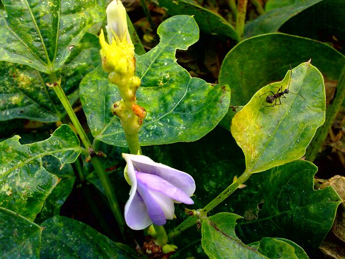 豆角花