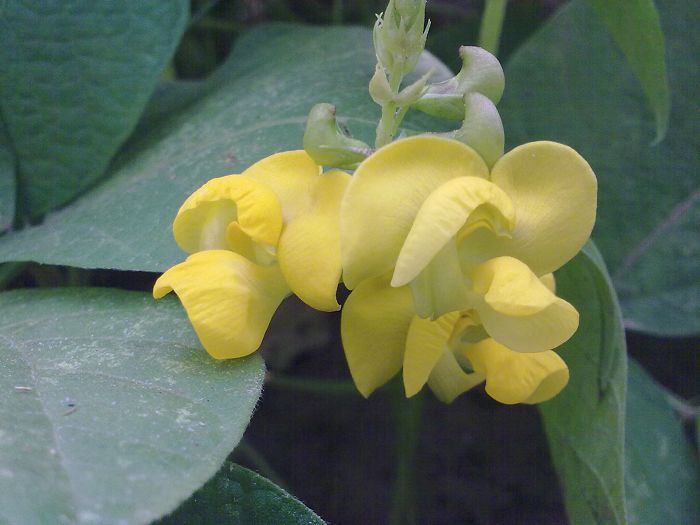 豆角花