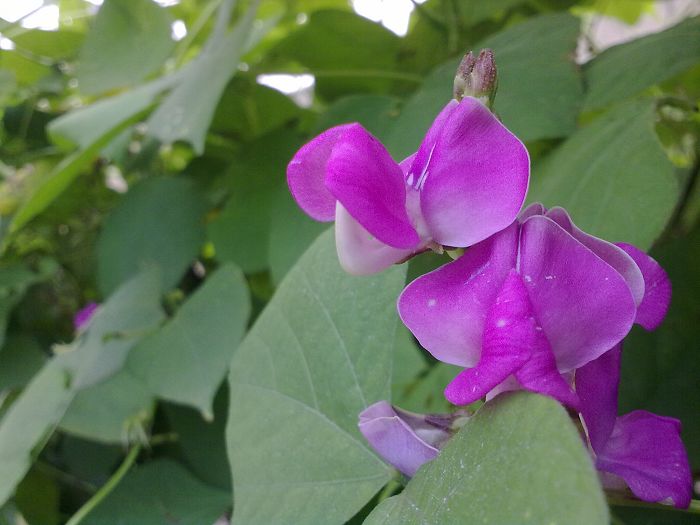 豆角花