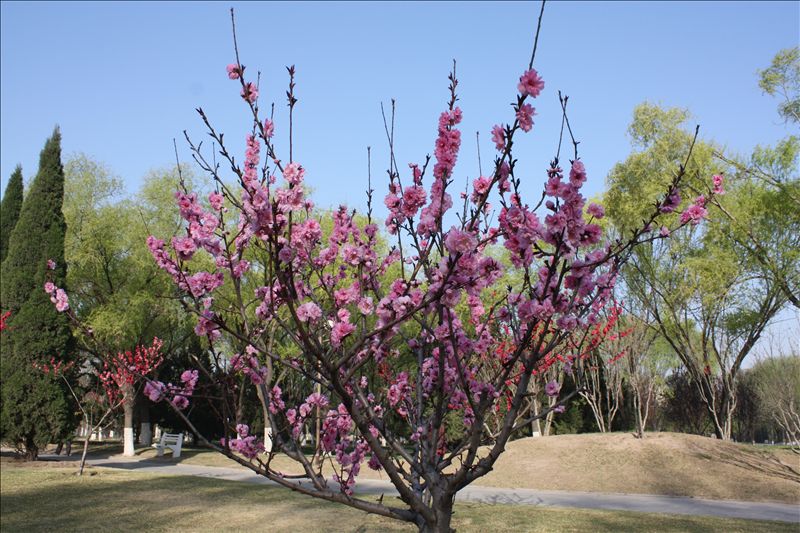 花春