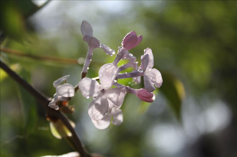 花春