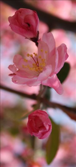 花春
