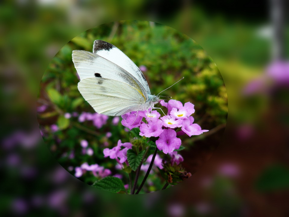 蝴蝶小花