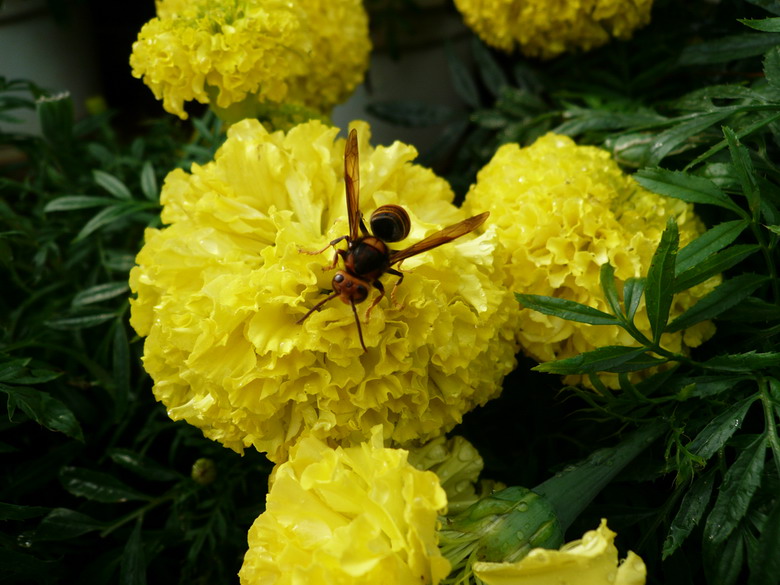 蝴蝶小花