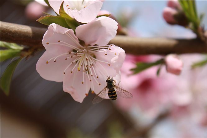 花春