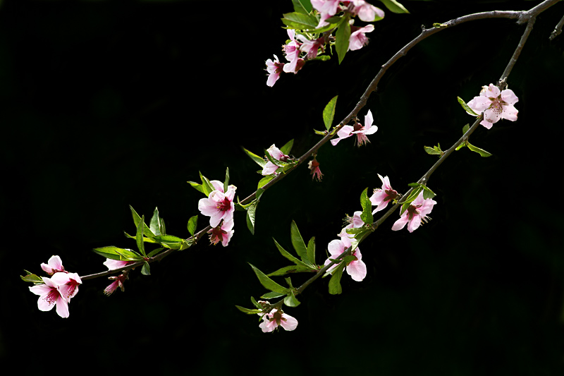 那时花开（不断添加中）