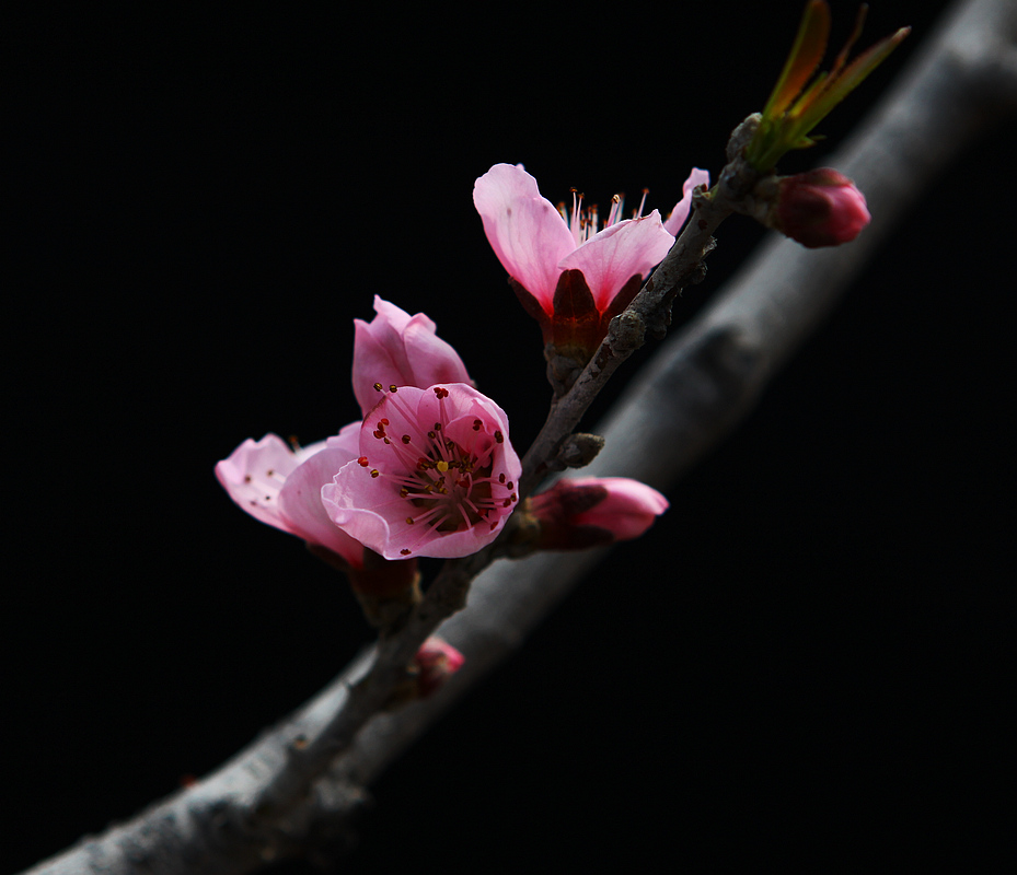 那时花开（不断添加中）