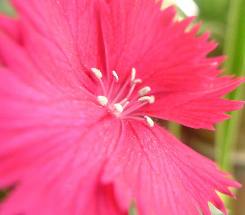 梅兰竹菊花卉帖