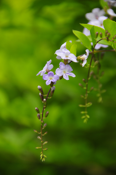 [原创]小花