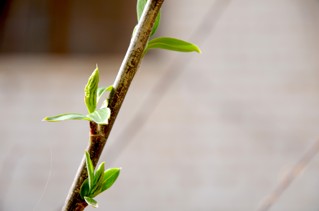 [原创]几朵花和一个看手相的老头。