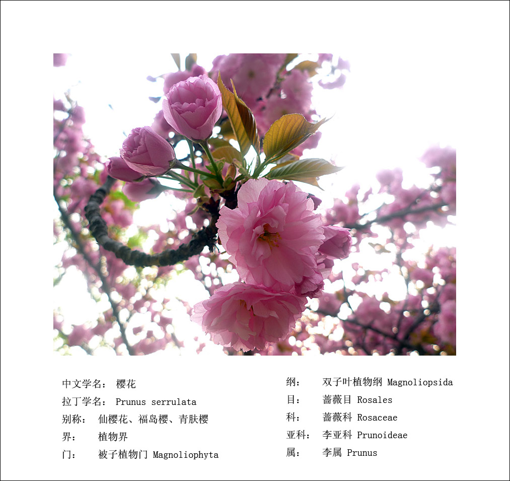梅兰竹菊花卉帖