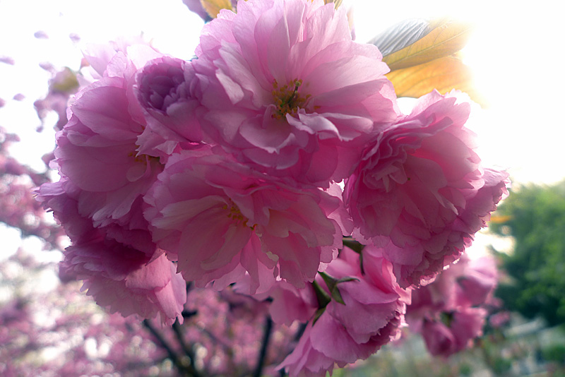 梅兰竹菊花卉帖