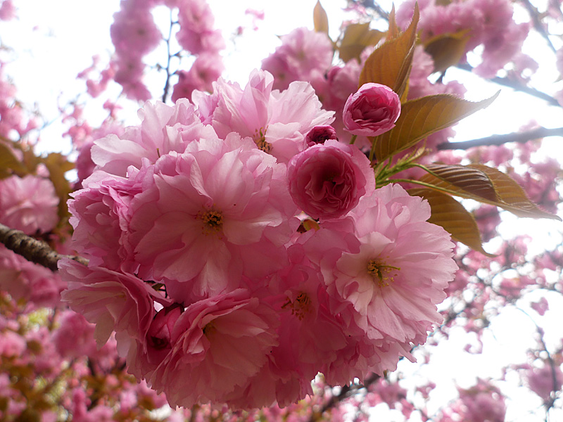 梅兰竹菊花卉帖