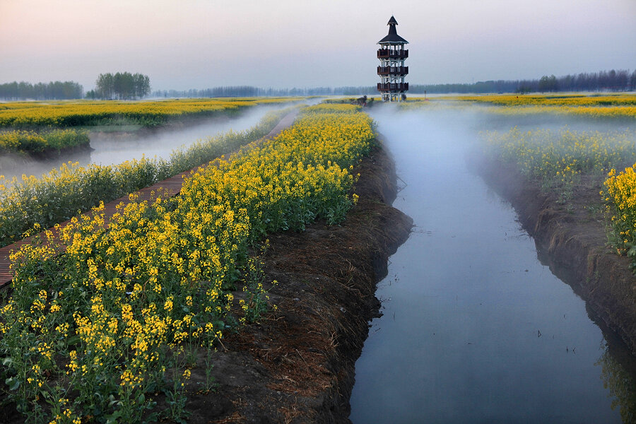 水上油菜花