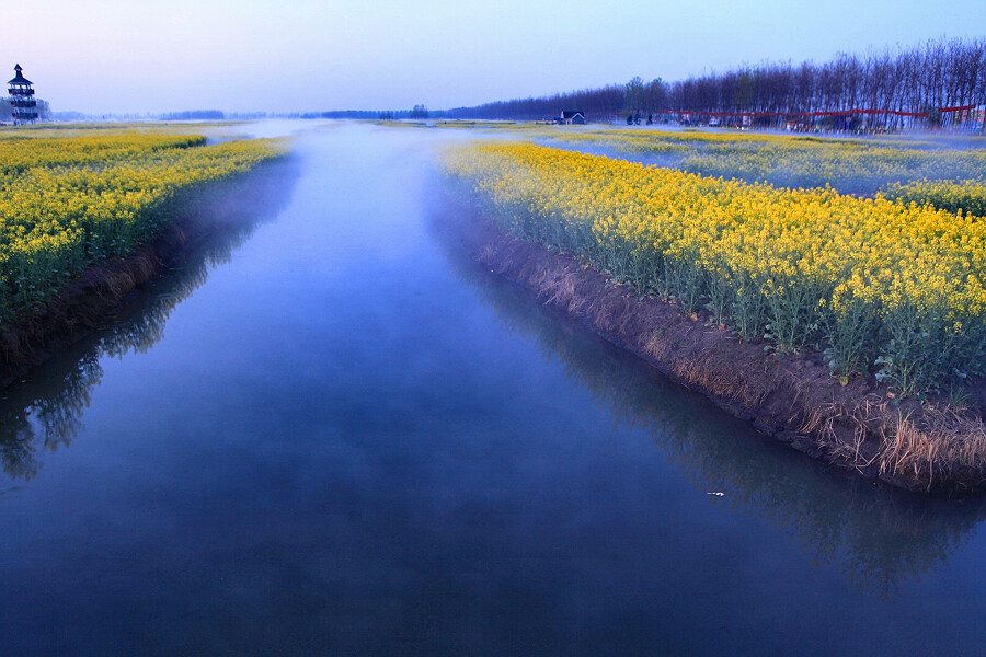 水上油菜花