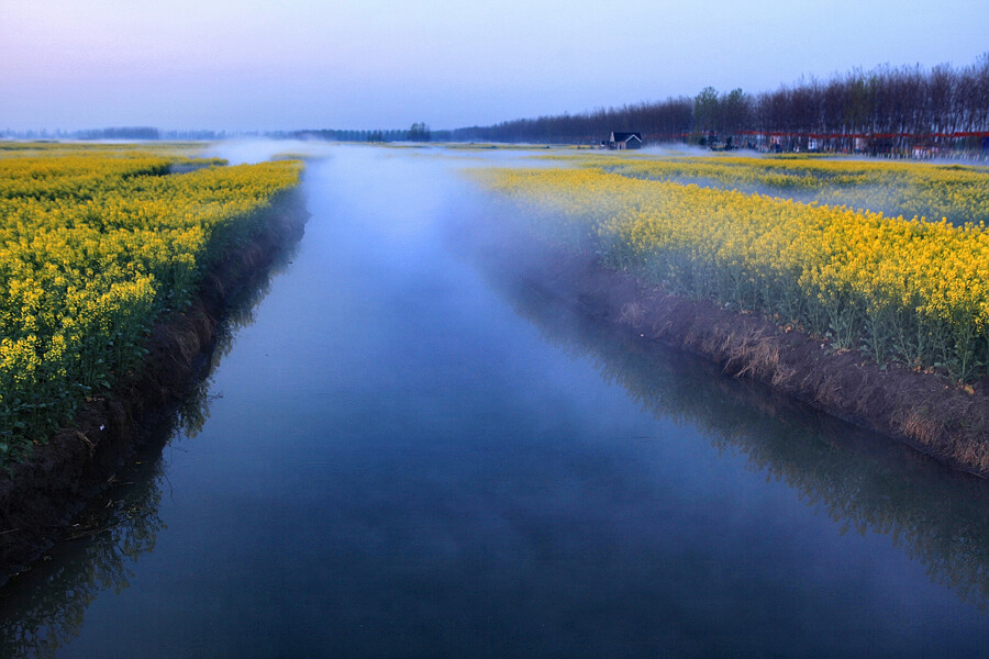 水上油菜花