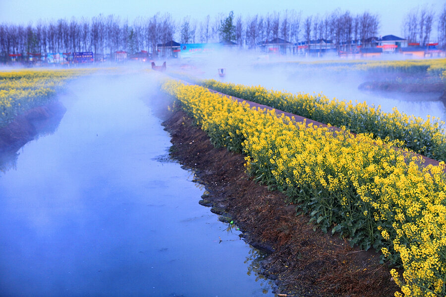水上油菜花