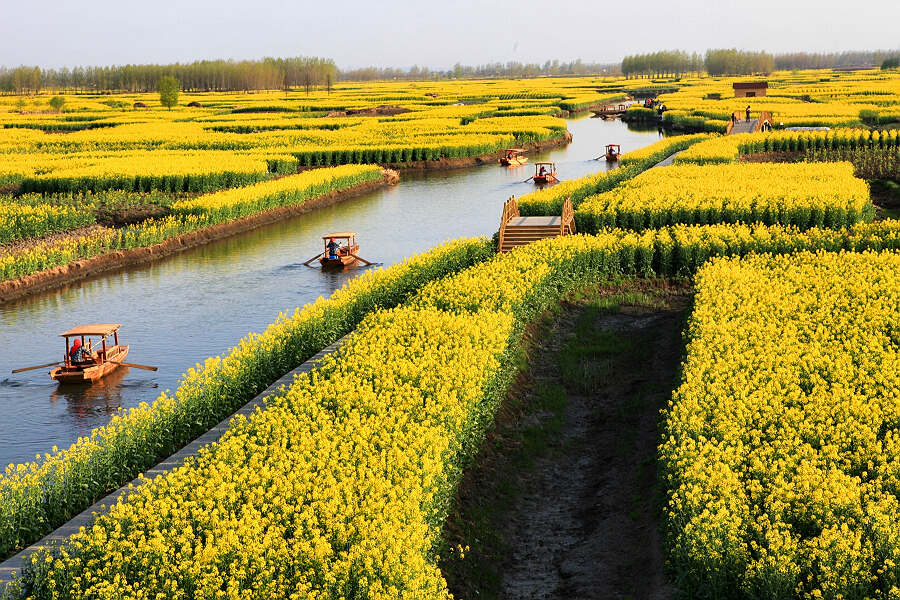 水上油菜花