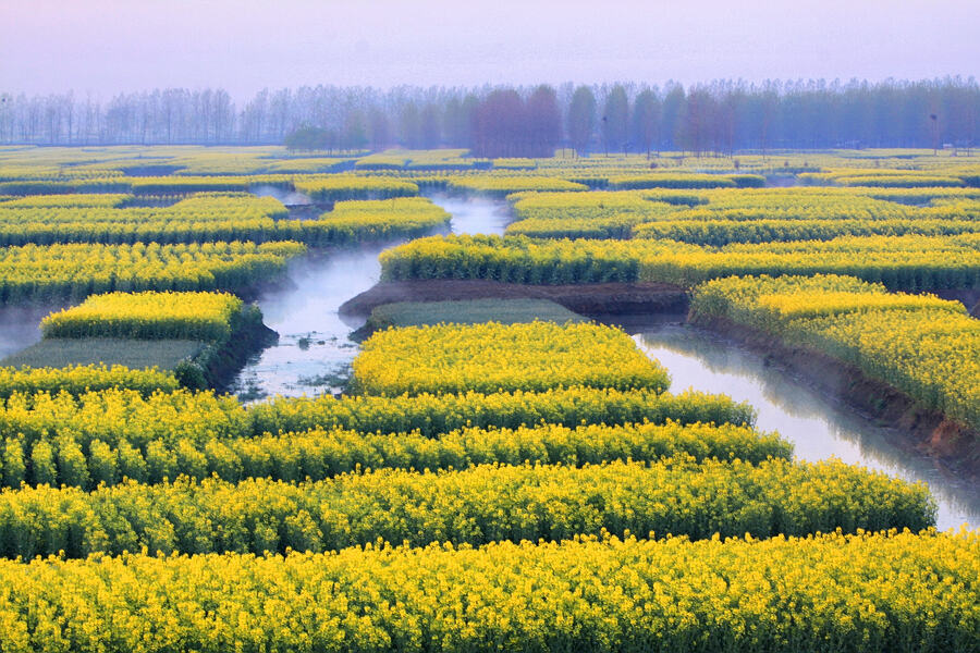水上油菜花
