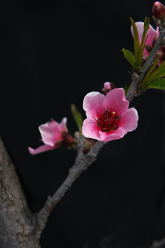 那时花开（不断添加中）