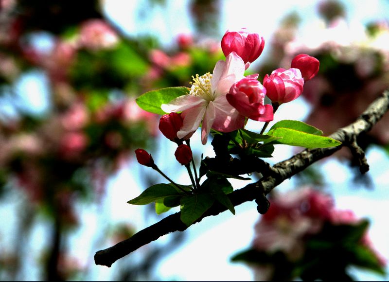 花