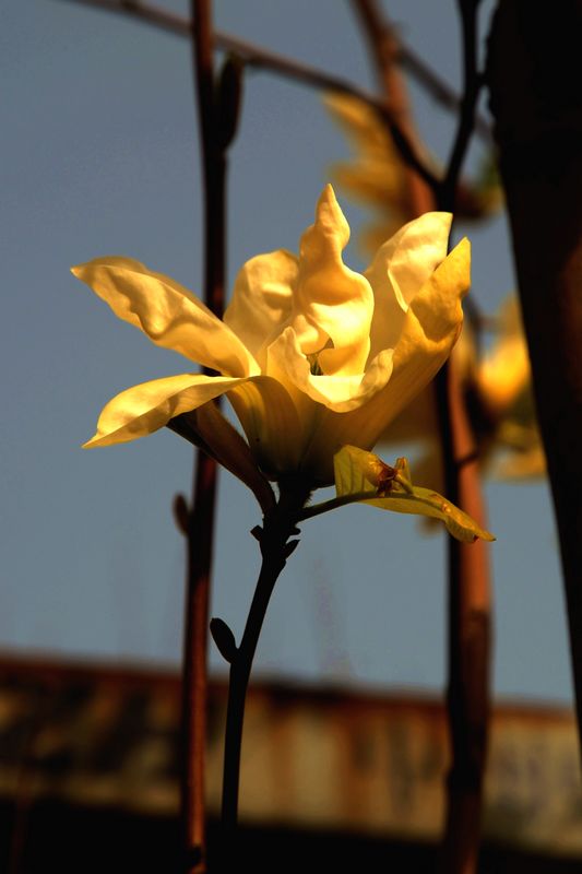 花