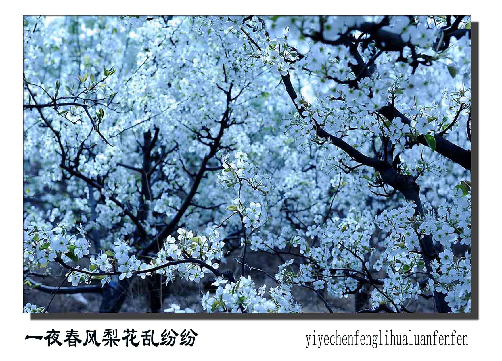 梨花赋