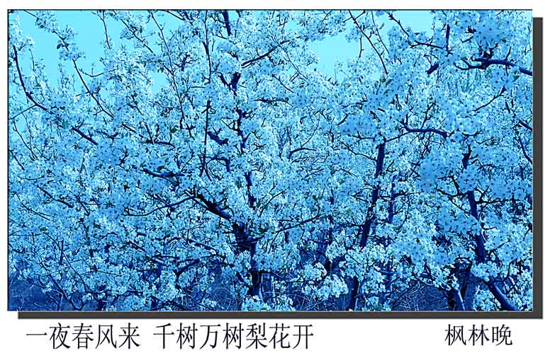 梨花赋