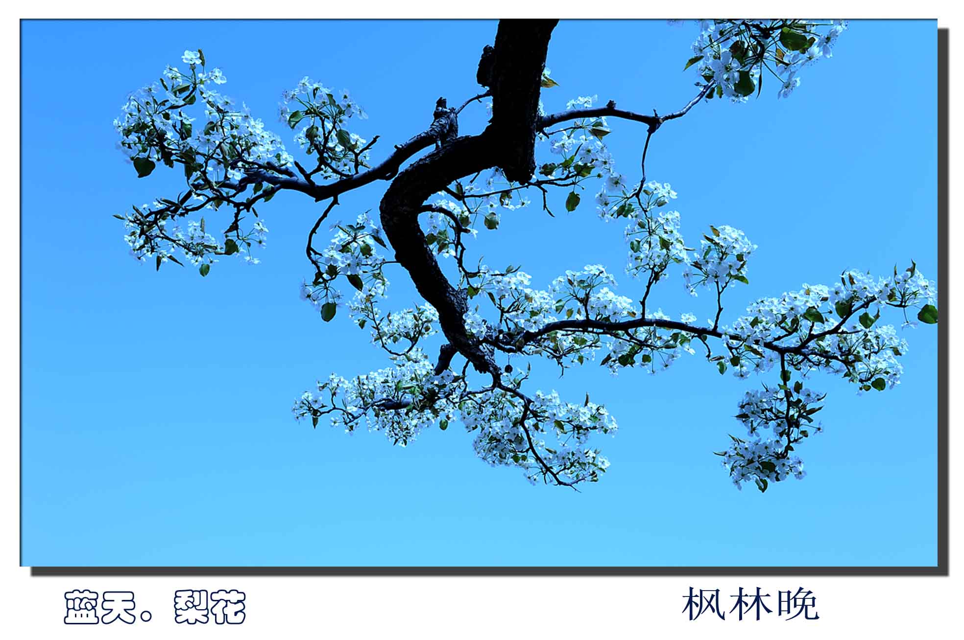 梨花赋