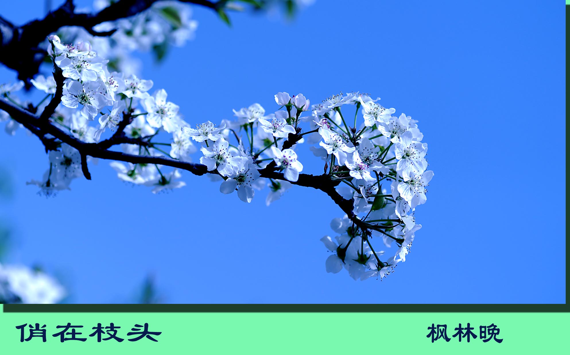 梨花赋