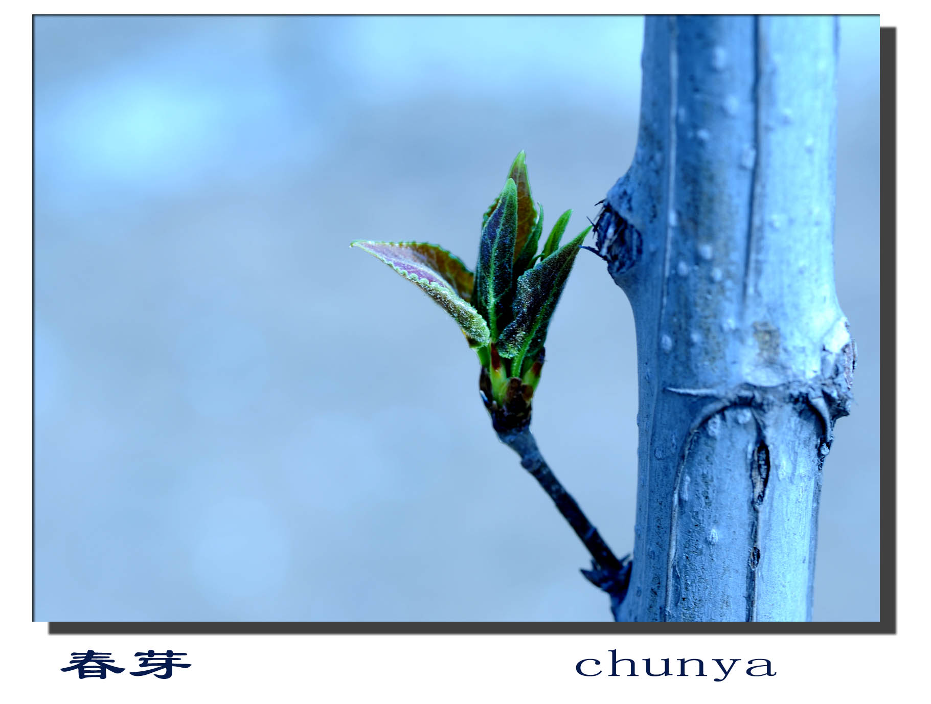梨花赋