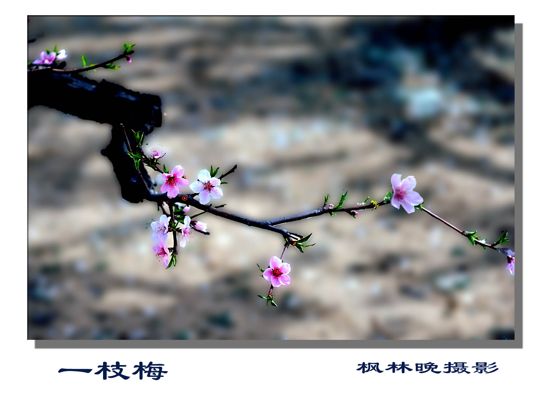 梨花赋