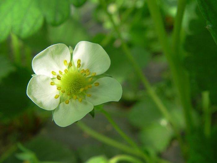 诱惑香莓