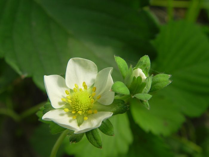 诱惑香莓