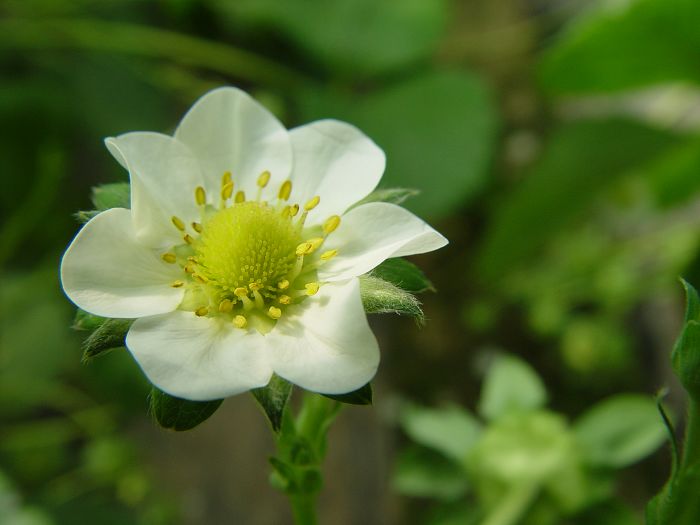 诱惑香莓